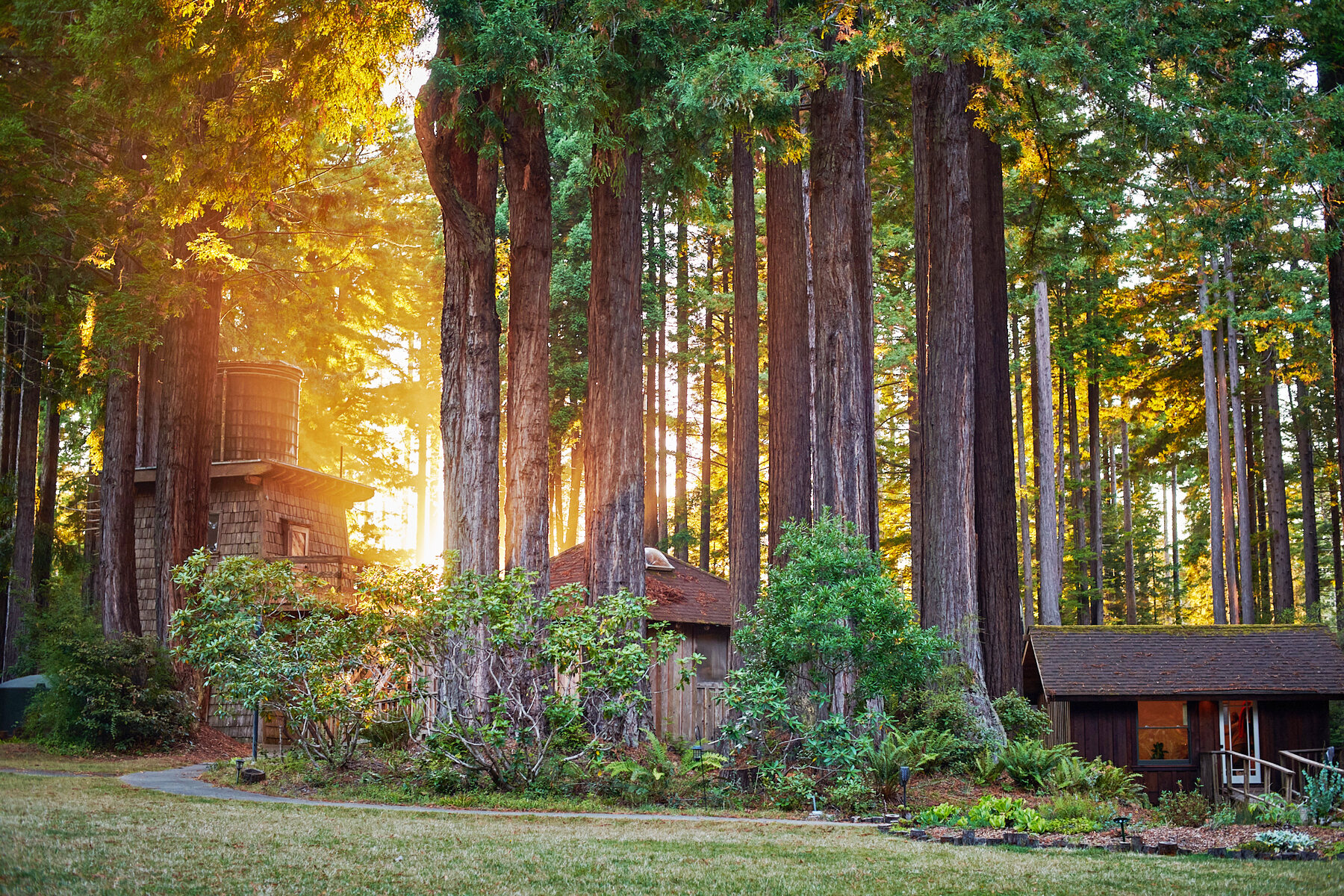 Golden afternoon light filtering through old-growth redwoods, with the iconic water tower cabin in the distance.
